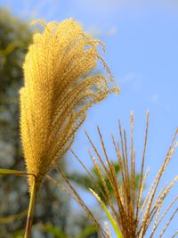 Close-up of yellow flowers growing in field