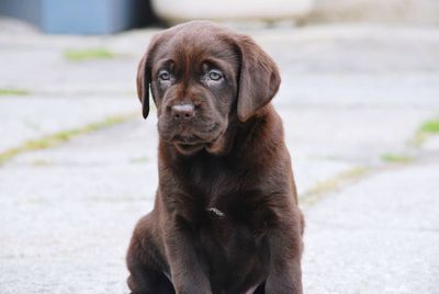 Portrait of dog looking at camera