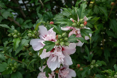 Close-up of pink flowering plant