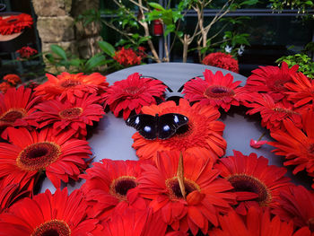 Great eggly butterfly, also known as the blue moon butterfly, among red gerbera daisies.