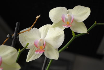 Close-up of pink orchid flowers