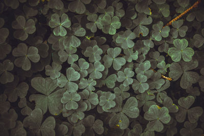 Full frame shot of plants