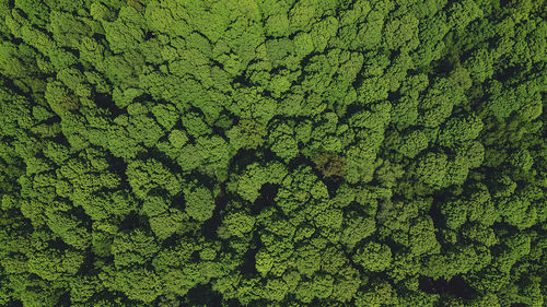 A overhead view of the bright green foliage during spring season