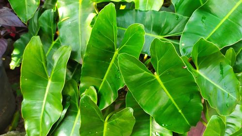 Full frame shot of leaves