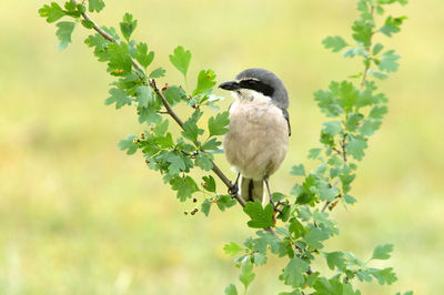 Bird perching on a branch