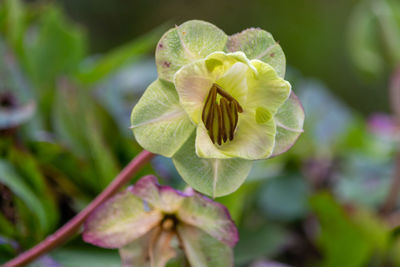 Close-up of flowering plant