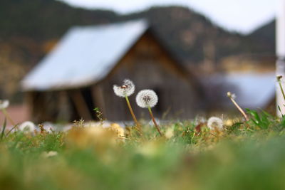 Close-up of flowers growing in field