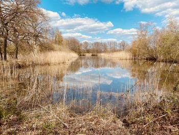 Scenic view of lake in forest against sky