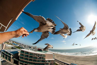 Seagull flying over beach