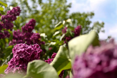 Close-up of purple flowers