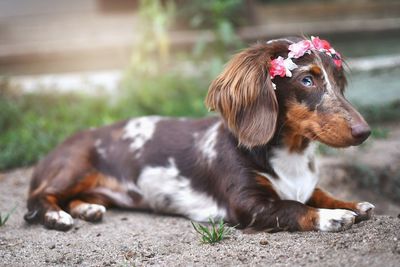 Close-up of dog wearing flowers lying on land