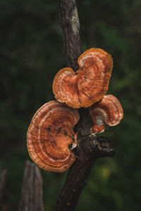 Close-up of mushroom growing on tree trunk