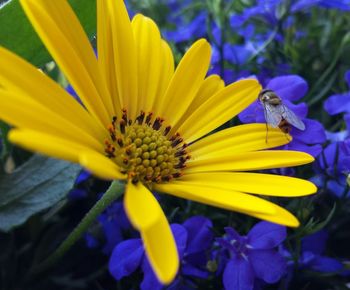 Close-up of purple flowers