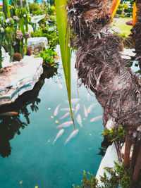 Close-up of plants in water