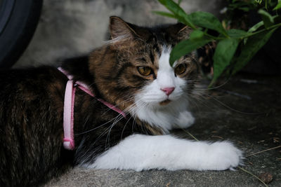 Portrait of a cat looking away