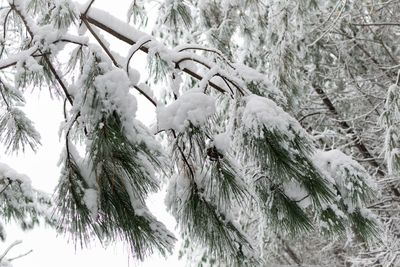 Low angle view of snow on tree during winter