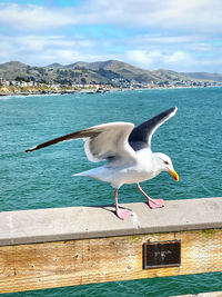 Seagull perching on a sea