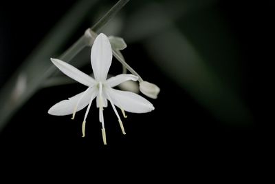 Close-up of white flower