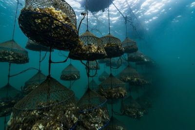 High angle view of fish swimming in sea