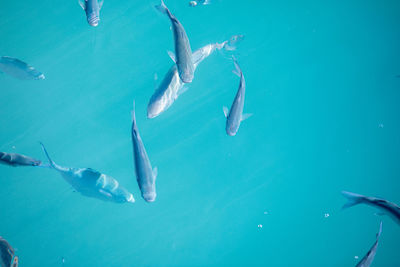 Fish swimming in sea