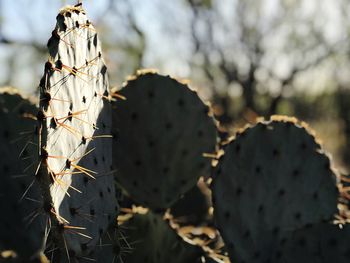 Close-up of prickly pear cactus