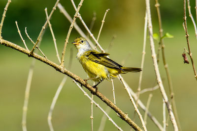 Close-up of bird perching on twig