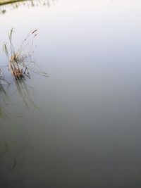 Scenic view of swimming in lake