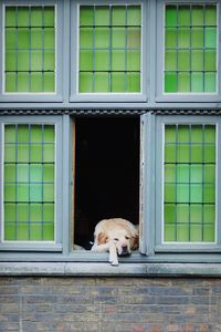 Dog at window