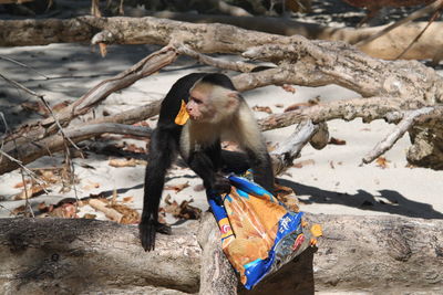 Capuchin monkey on fallen tree trunk while eating potato chip