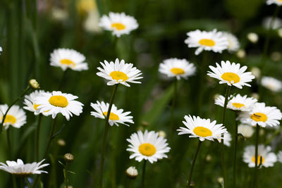 Close-up of white daisy flowers