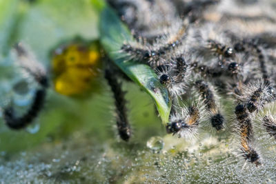 Close-up of spider