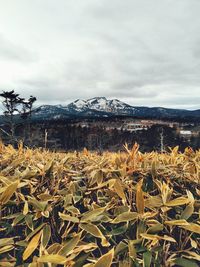 Plants growing on field against sky