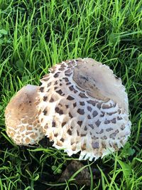 High angle view of mushroom on field