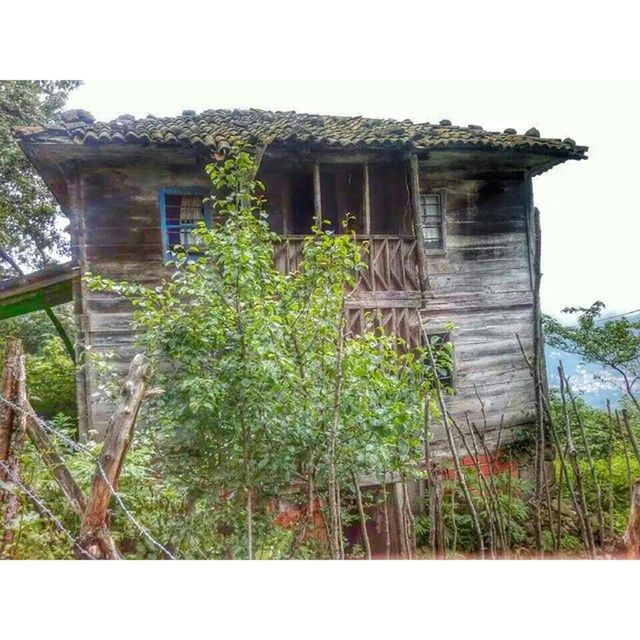 transfer print, built structure, architecture, auto post production filter, building exterior, tree, plant, growth, old, house, green color, abandoned, damaged, day, wood - material, weathered, outdoors, low angle view, no people, obsolete