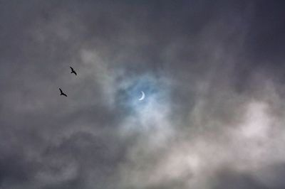 Low angle view of birds flying in sky