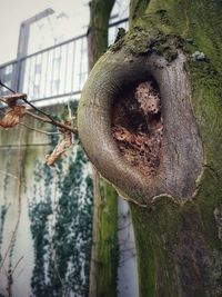 Close-up of snake on tree trunk