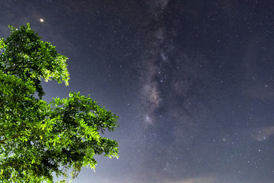 Low angle view of trees against sky at night