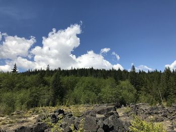 Scenic view of forest against sky