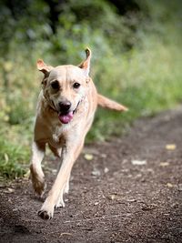 Dog running on field