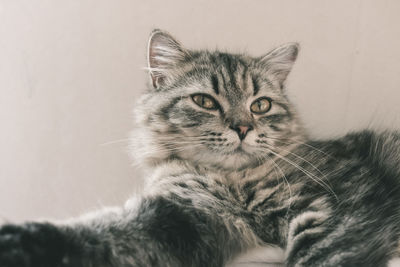 Close-up portrait of tabby cat