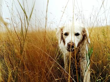 Portrait of dog in field