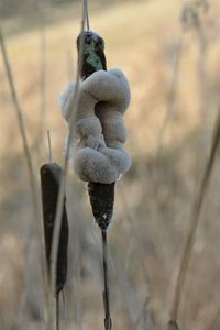 Close-up of stuffed toy on field during winter