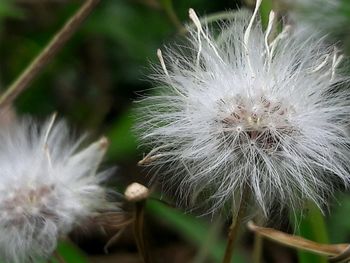 Close-up of dandelion