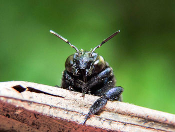 Close-up of insect