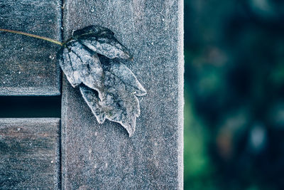 Close-up of frozen leaf and wooden plank at park