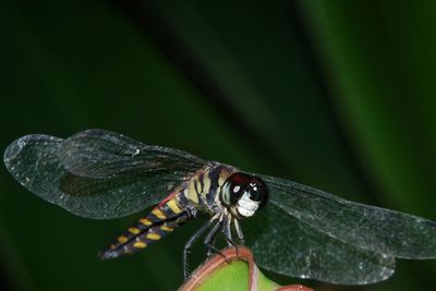 Close-up of dragonfly on leaf