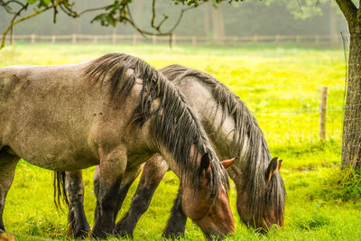 Horse grazing in a field