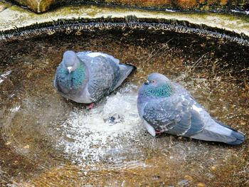 High angle view of bird in water