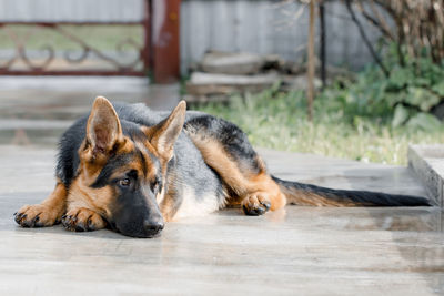 Beautiful german shepherd was lying in the path near the house