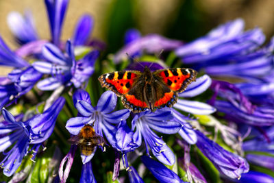Close-up of butterfly pollinating on purple flower